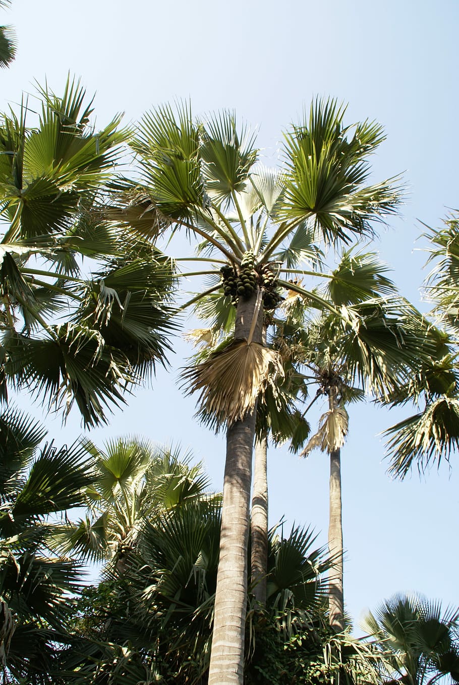 Palm Tree, Tropical, Gambia, Holiday, low angle view, sky, tropical climate, HD wallpaper