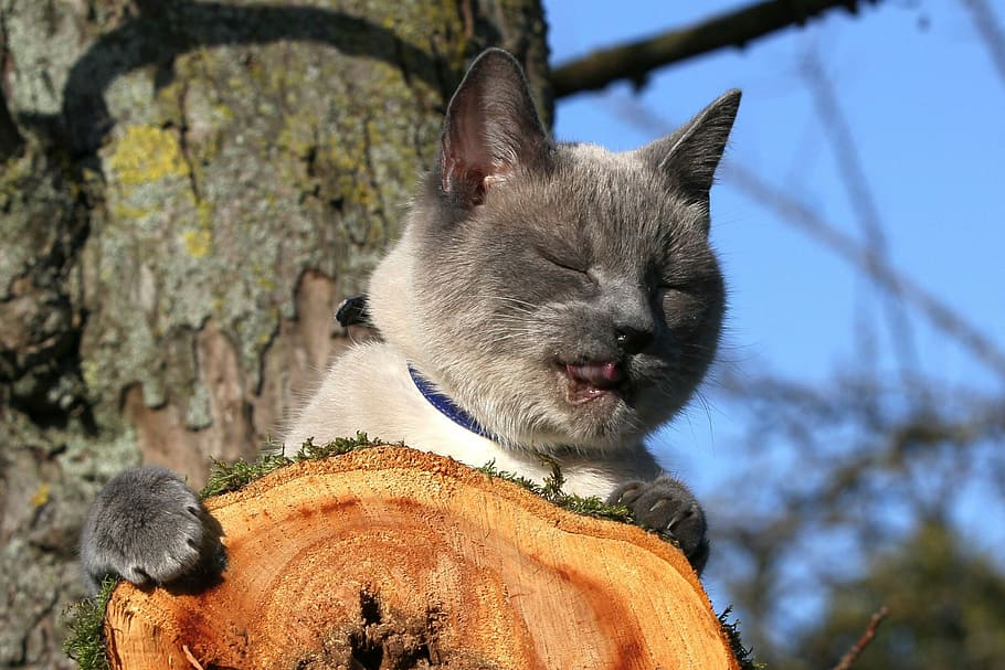 Siamese cat on tree, cat face, cute, head, mammal, animal themes HD wallpaper