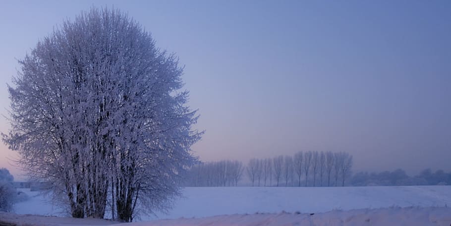 Tree, Winter, Snow, winter tree, bare tree, sunset sky, winter scene HD wallpaper
