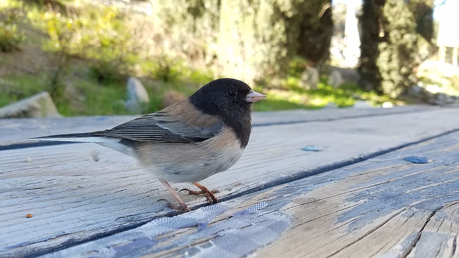 Dark-Eyed Junco, Bird, Wildlife, nature, animal, outdoors, birdwatching, HD wallpaper