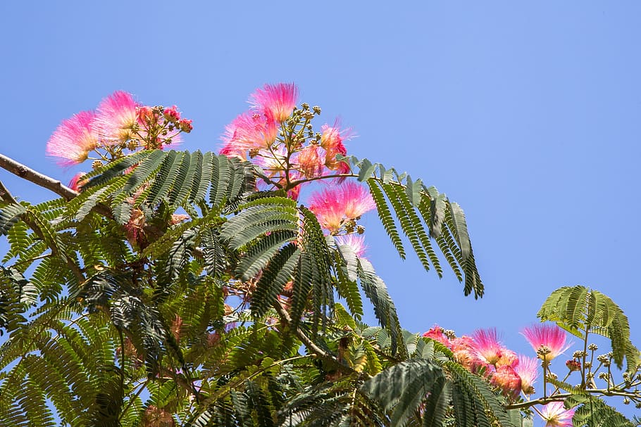 plant, tree, blossom, bloom, sleeping tree, sky, growth, nature HD wallpaper