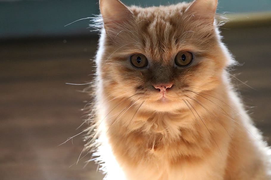 cat, animals, redhead, animal themes, domestic, domestic cat HD wallpaper