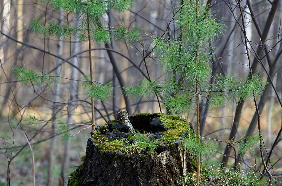 Spring, Forest, Stump, Nature, Trees, in the forest, greens HD wallpaper