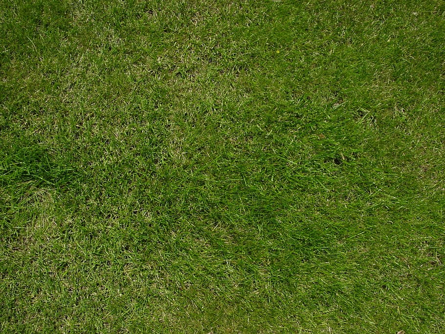 top view photo of green sod, lawn, grass, nature, outdoors, texture