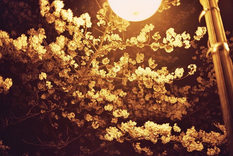 cherry blossom, night view, kyonggi university, street, lamp, HD wallpaper
