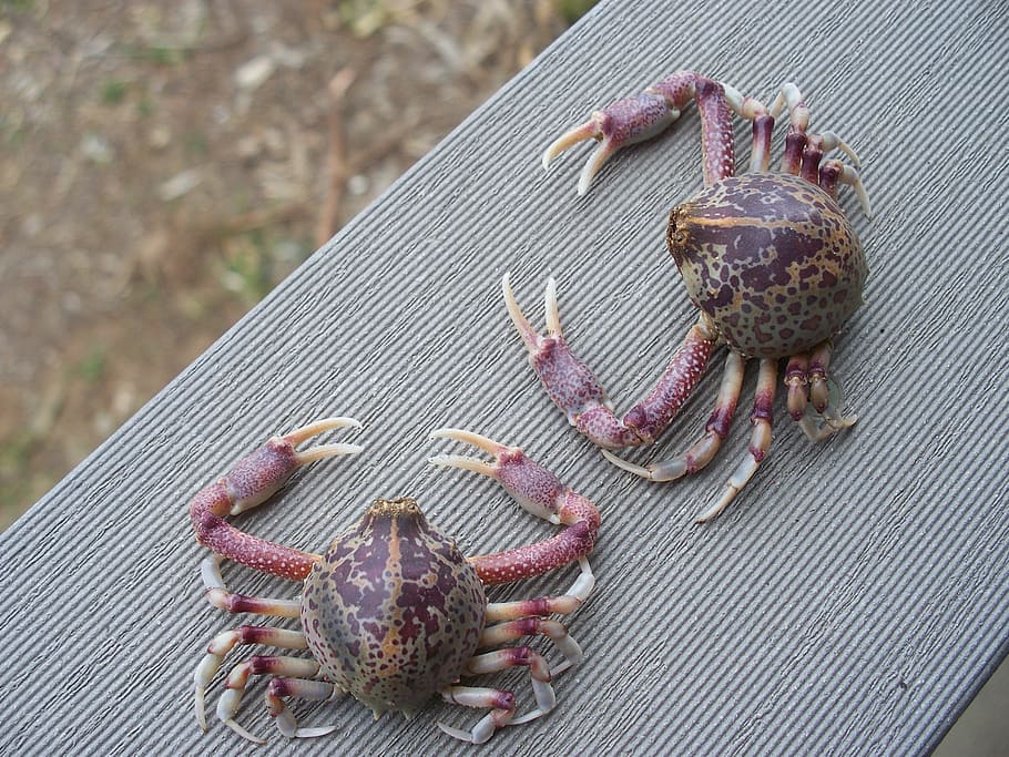 two, crabs, waiting, day, animal themes, one animal, outdoors HD wallpaper