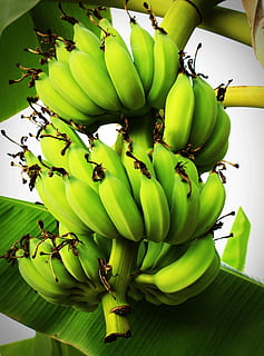 banana, tree, green, forest, plant, white, yellow, fresh, closeup HD wallpaper