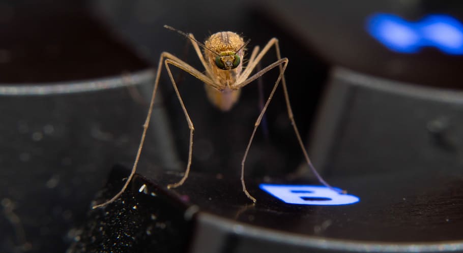 mosquito, keyboard, insect, macro, sting, close-up, one animal HD wallpaper