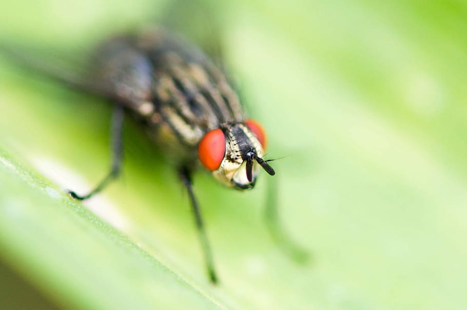 macro photography of brown insect, macro photography of fly on green leaf HD wallpaper