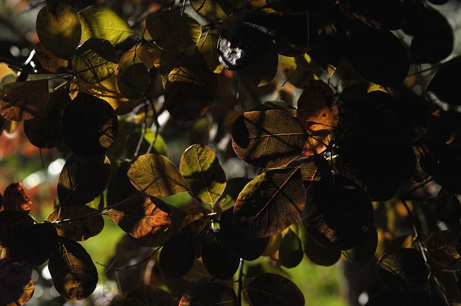 Leaves, Shadow Games, Structure, autumn, natural, leaf, growth HD wallpaper
