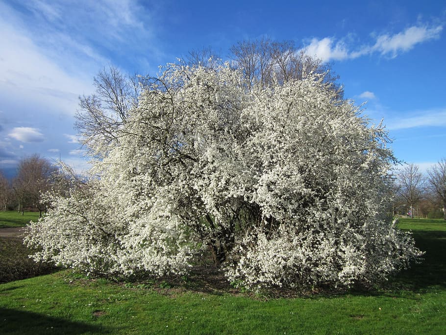 germany, tree, trees, sky, clouds, nature, outside, spring HD wallpaper