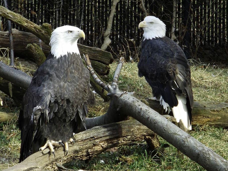 Eagles, Devotion, Determination, bird, bird of prey, animal wildlife HD wallpaper