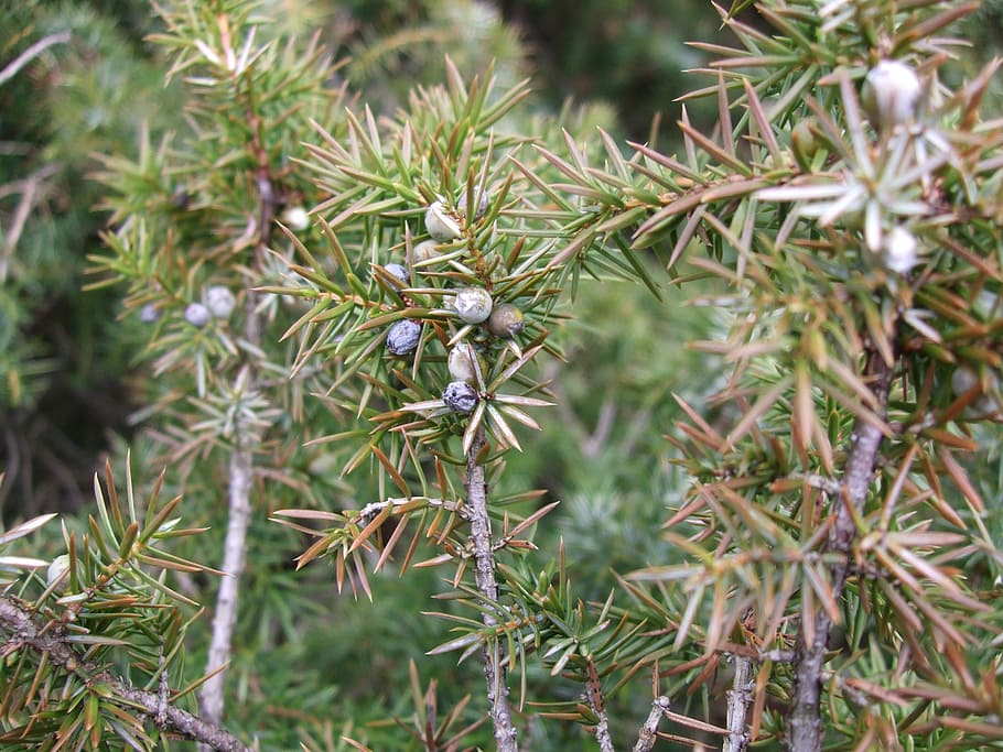 juniper, green, pointed, spring, nature, berries, plant, growth HD wallpaper