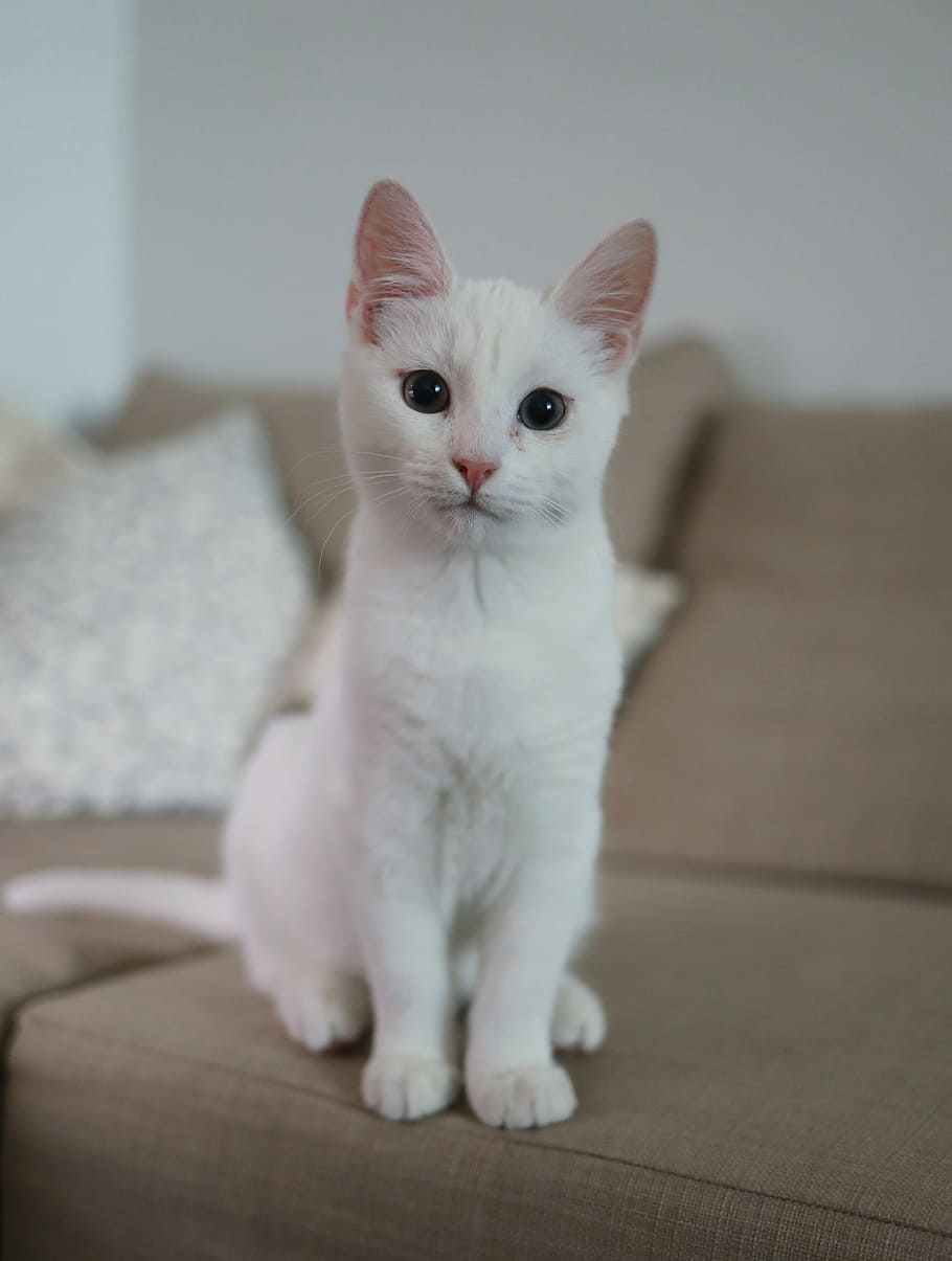 white cat sitting on brown couch, short-fur cat standing on brown fabric sofa HD wallpaper