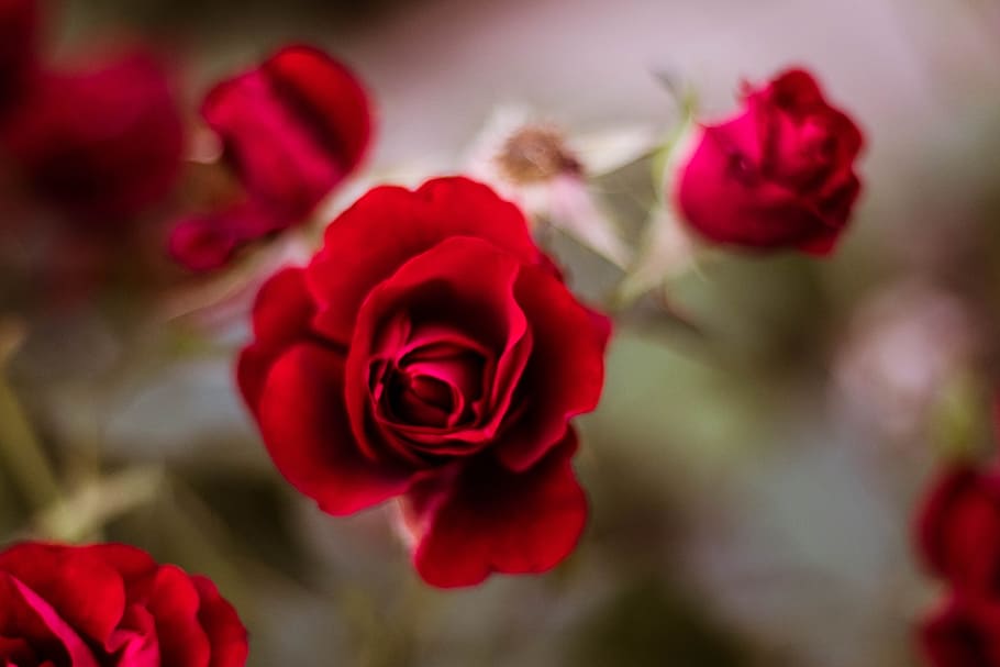red rose flower selective focus photography, leaf, spring, nature HD wallpaper