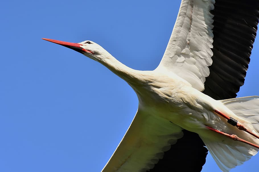 close-up photography of flying white stork under blue sky, wing HD wallpaper