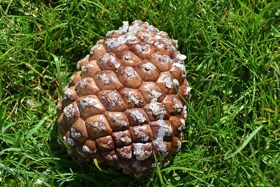 Pine Cones, Tap, Forest, Nature, autumn, trees, grass, green color HD wallpaper
