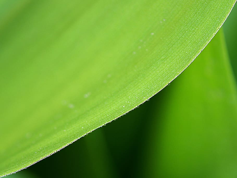 foliage, plant, dew, rain, nature, garden, biology, green, green color HD wallpaper