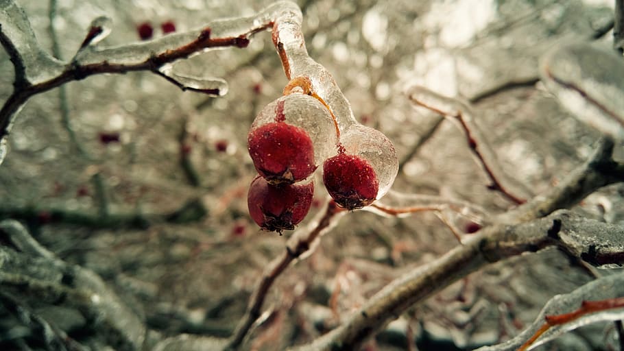 Winter, Freezing, Berry, Ice, Branch, icing, zing rain, nature HD wallpaper