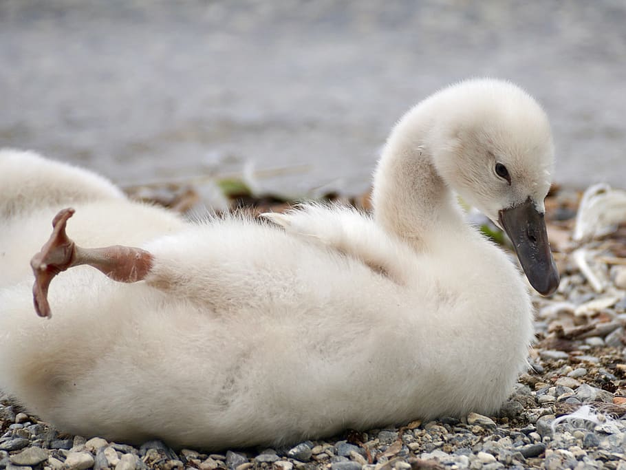 white duck beside body of water, swan, chicks, bird, cute, young animals HD wallpaper