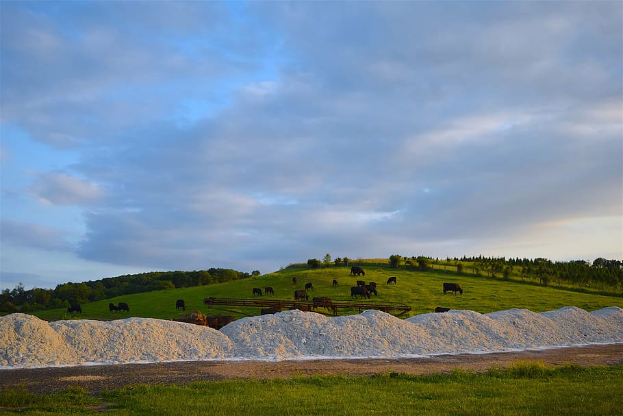 cows, farm, hillside, grass, sunset, agriculture, rural, landscape HD wallpaper