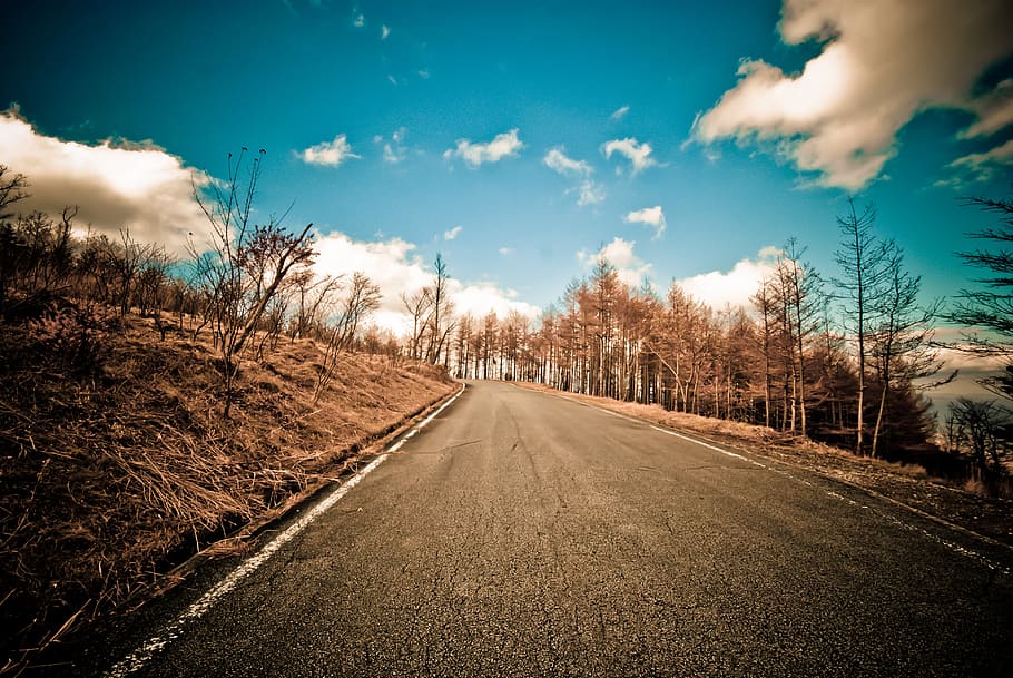 landscape photography of road and pine trees, travel, way, trip, HD wallpaper