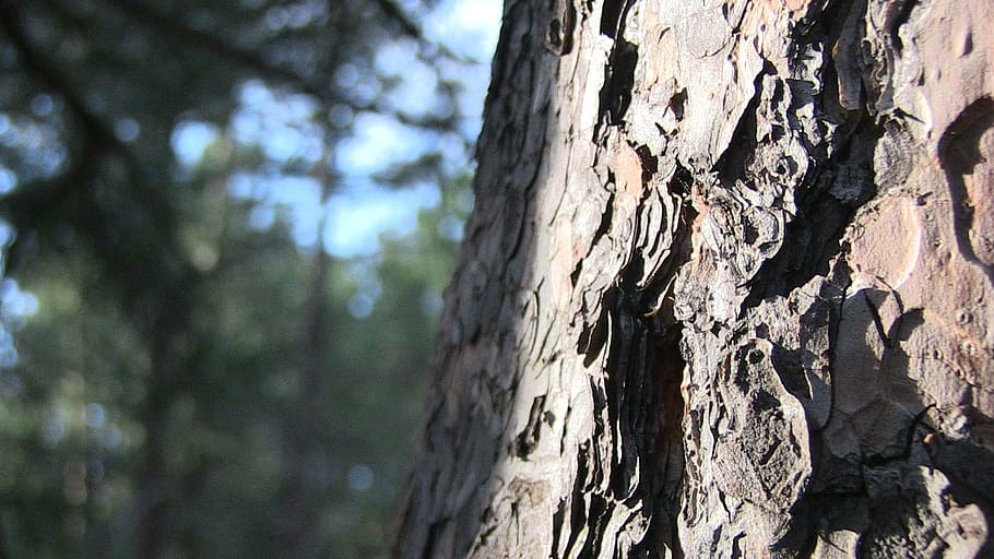 trunk, forest, nature, tree, wood, green, plant, light, branch HD wallpaper