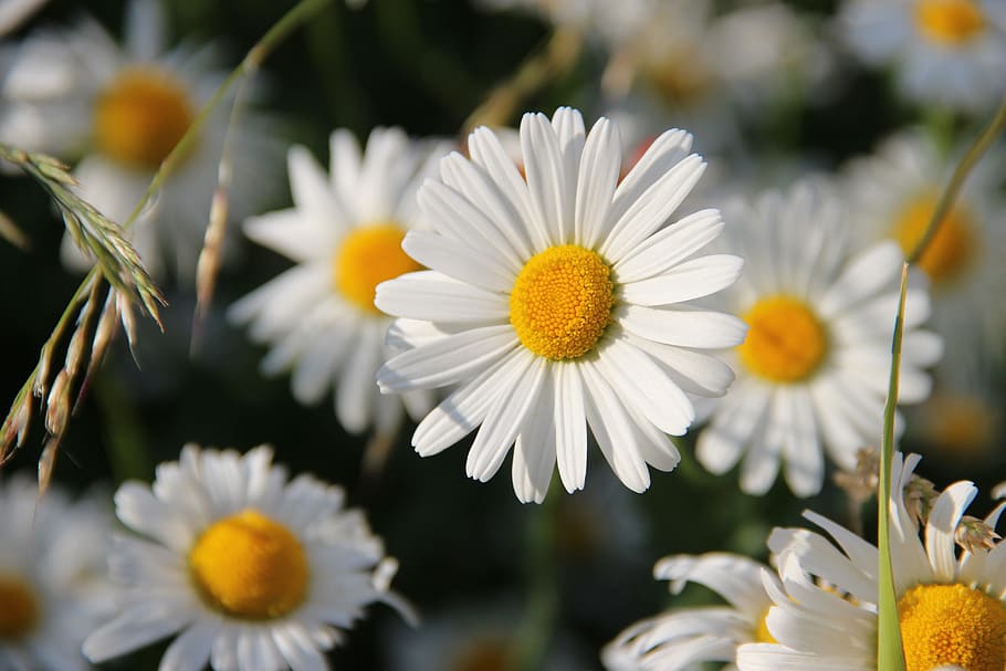 selective focus photography of daisy flower, daisies, white HD wallpaper