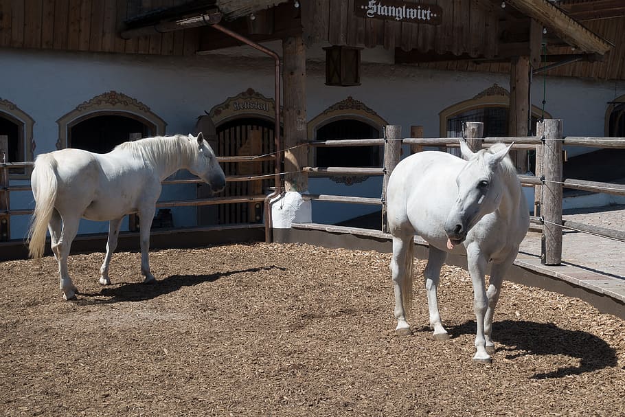 stud, reiterhof, lipizzaner, reitstall, homestead, horse, breed of horse, HD wallpaper