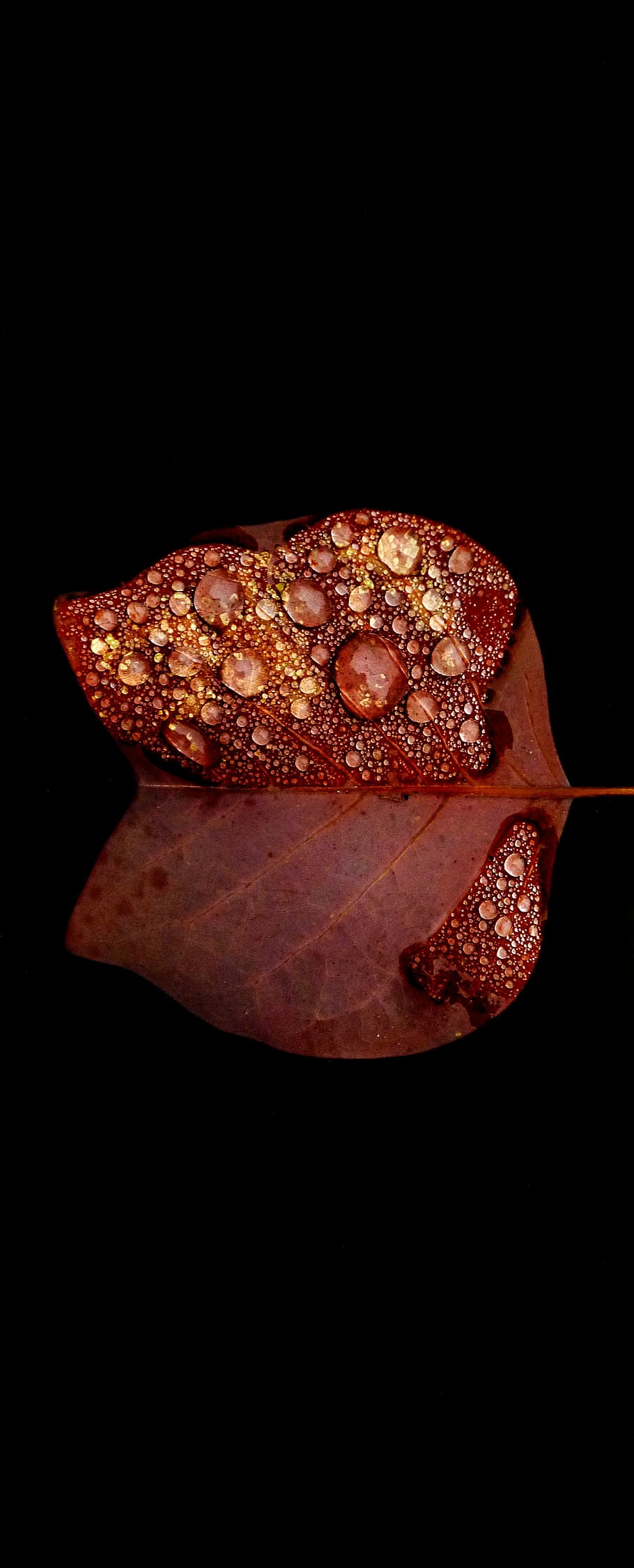 autumn, contrast, macro, sheet, drops, water, raindrop, raindrops HD wallpaper