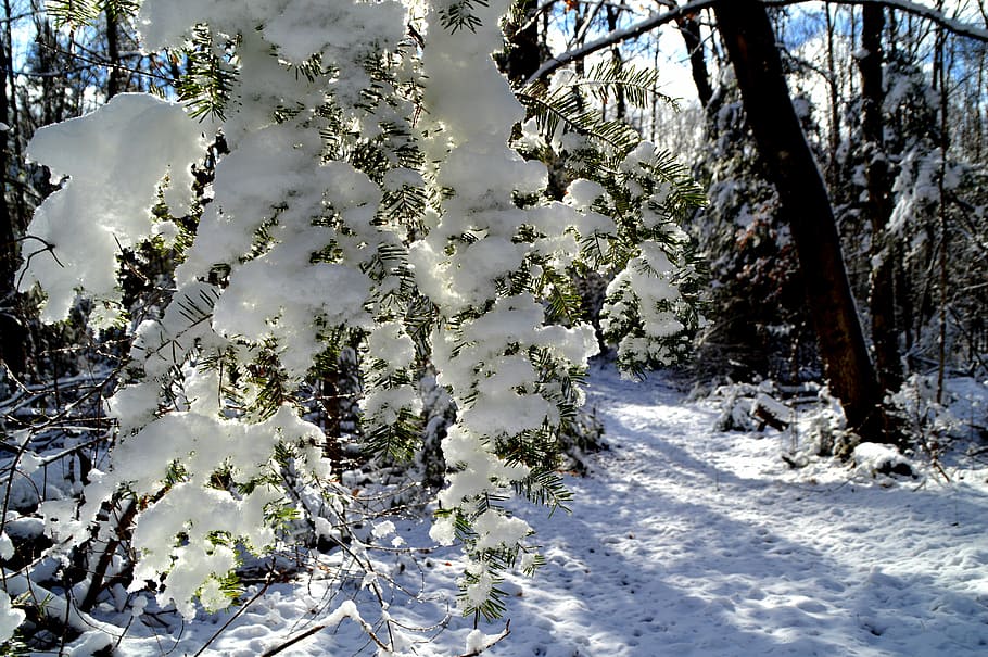 Snow, Nature, Winter, white color, cold temperature, outdoors HD wallpaper