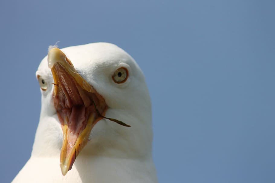 white bird with yellow beak, seagull, close up, scream, insight, HD wallpaper