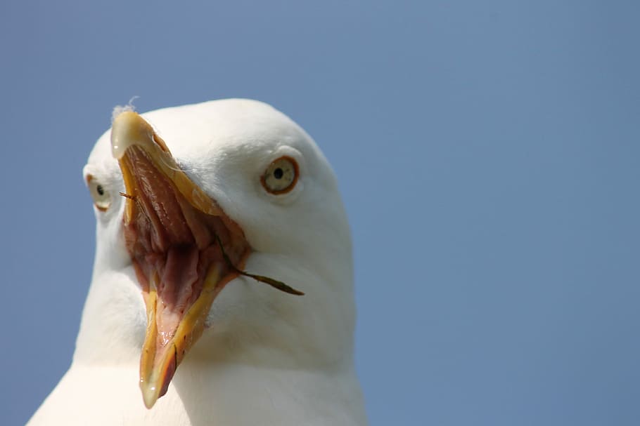 white bird with yellow beak, seagull, close up, scream, insight HD wallpaper