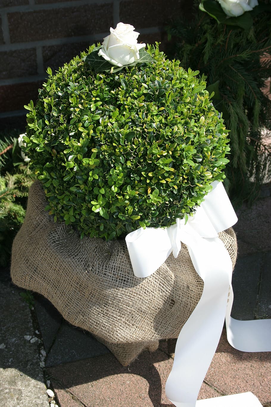 boxwood, bush, loop, deco, hedge, plant, nature, growth, beauty in nature HD wallpaper