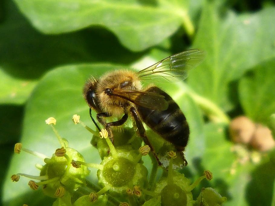 bee, libar, green, insects, nature, nectar, compilation, honey, HD wallpaper