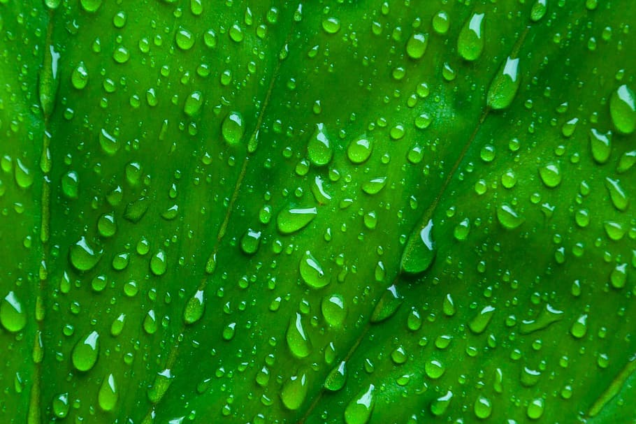 micro photography of water drops, macro, leaf, green, background