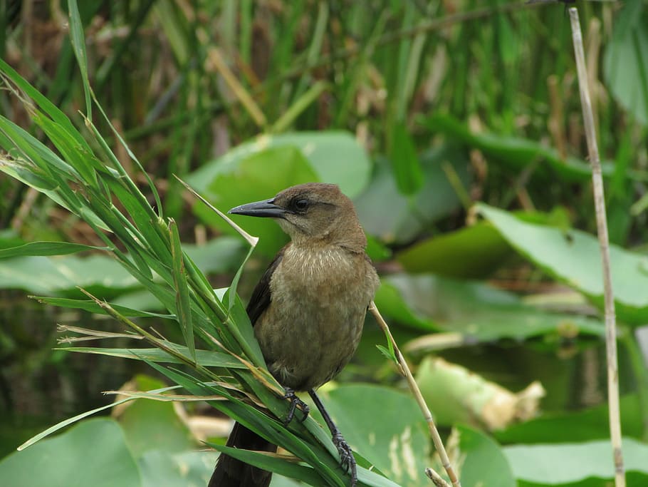 Florida, Bird, Everglades, Feather, nature, wildlife, outdoors HD wallpaper