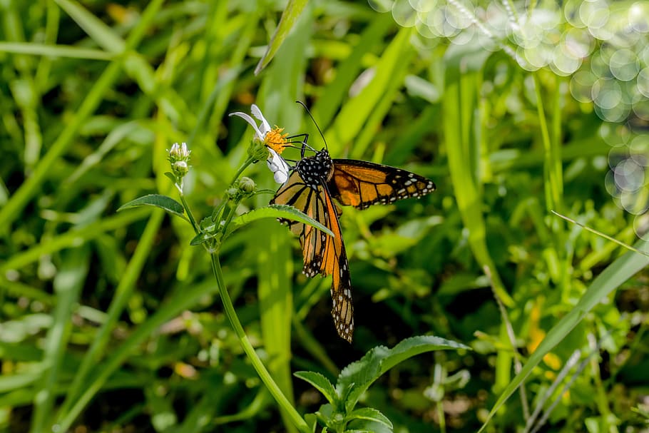nature, insect, summer, grass, outdoors, animal wildlife, invertebrate HD wallpaper