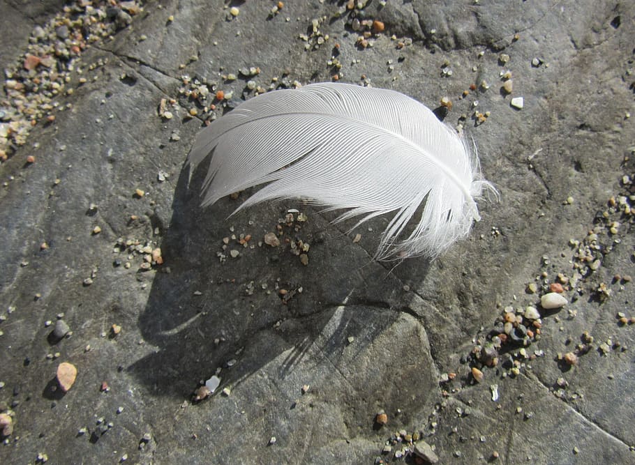 feather, lightweight, easy, fine, bird, isolation, pillow, one animal HD wallpaper