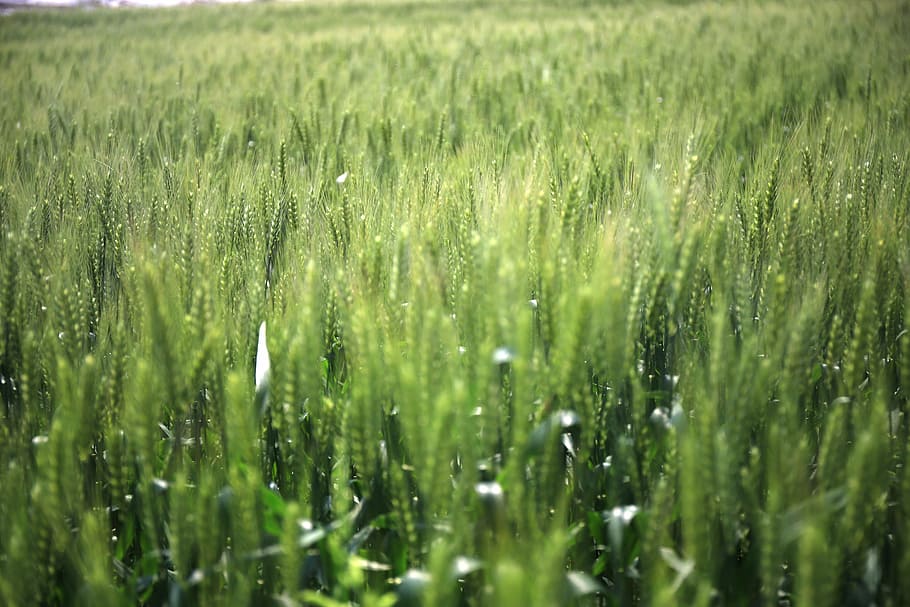 green plant field, in wheat field, gain, mr green, ye tian, green color, HD wallpaper