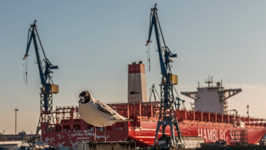 ship, port, industry, crane, seagull, bird, animal, animal themes HD wallpaper
