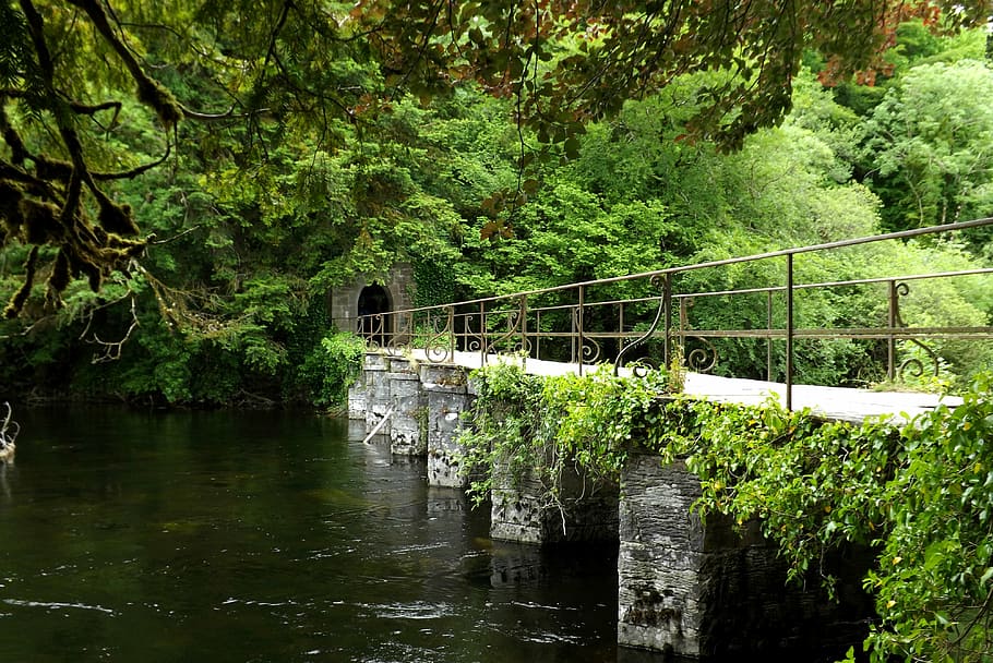 ireland, county galway, cong, river, bridge, tree, plant, water