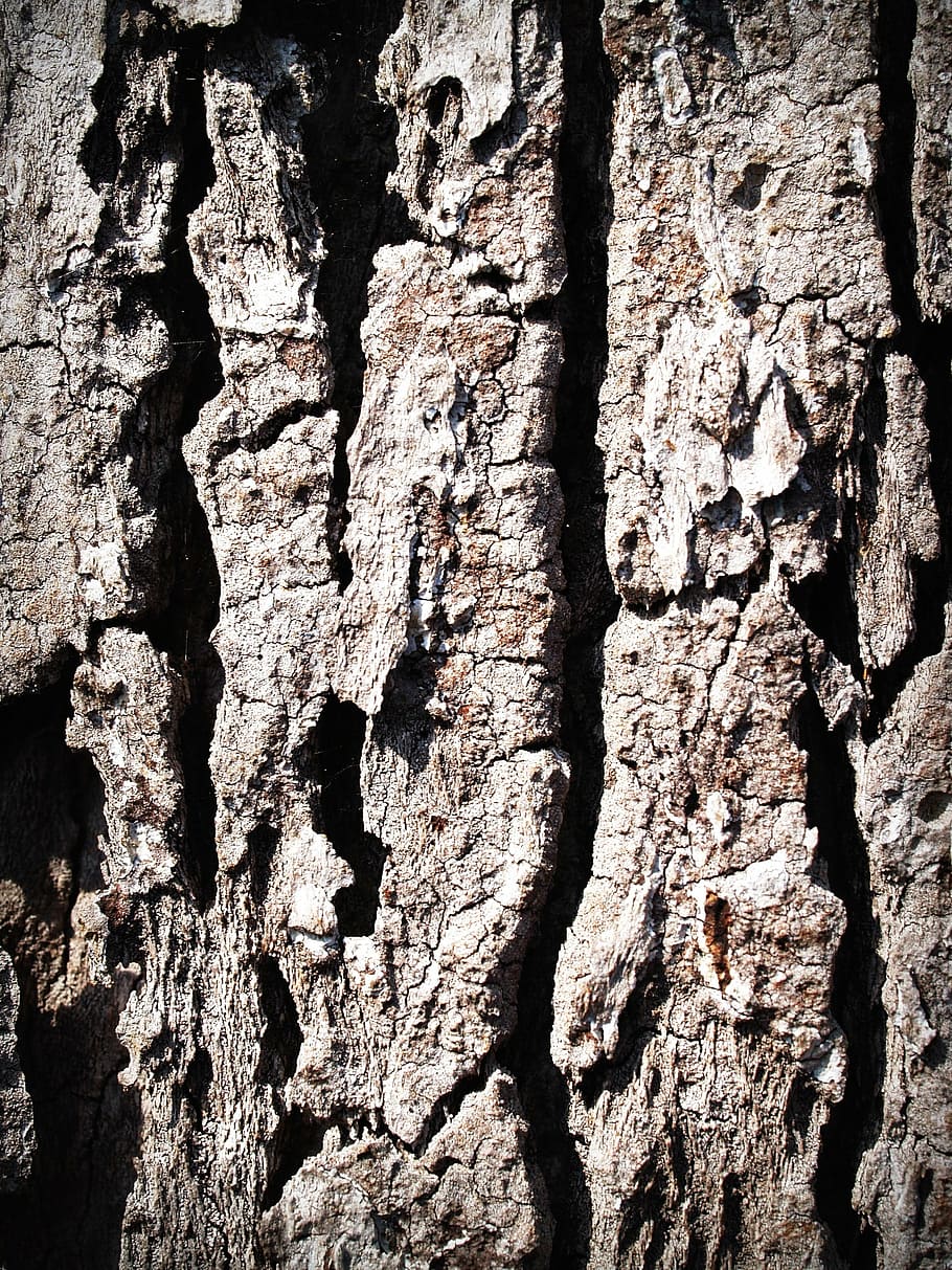 bark, tree, wood, pine, background, abstract, skin, board, surface HD wallpaper