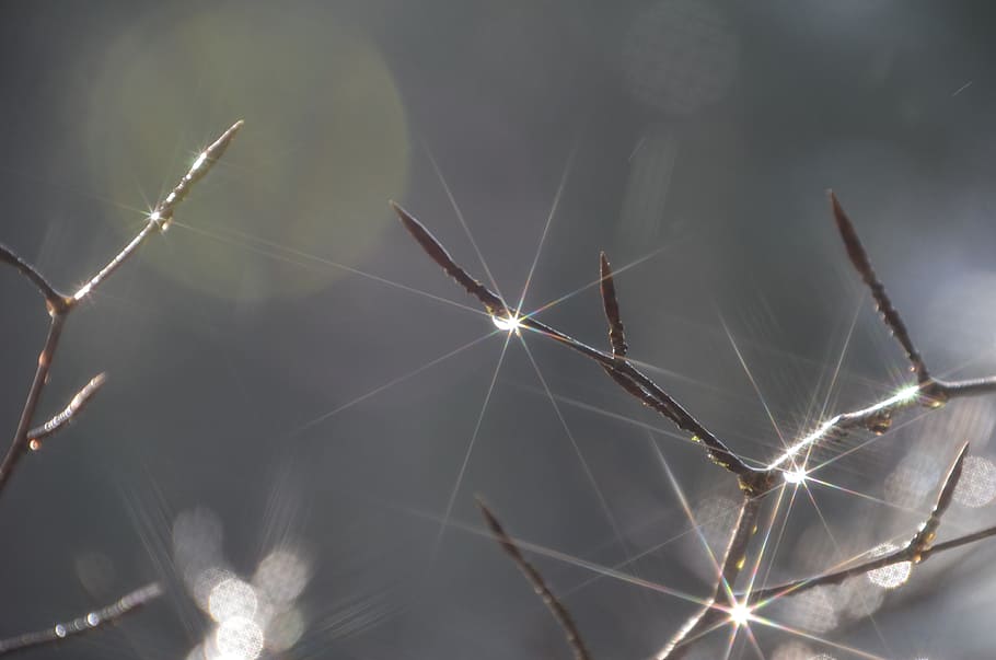 sun, dew, morning, branches, light, close-up, nature, fragility HD wallpaper