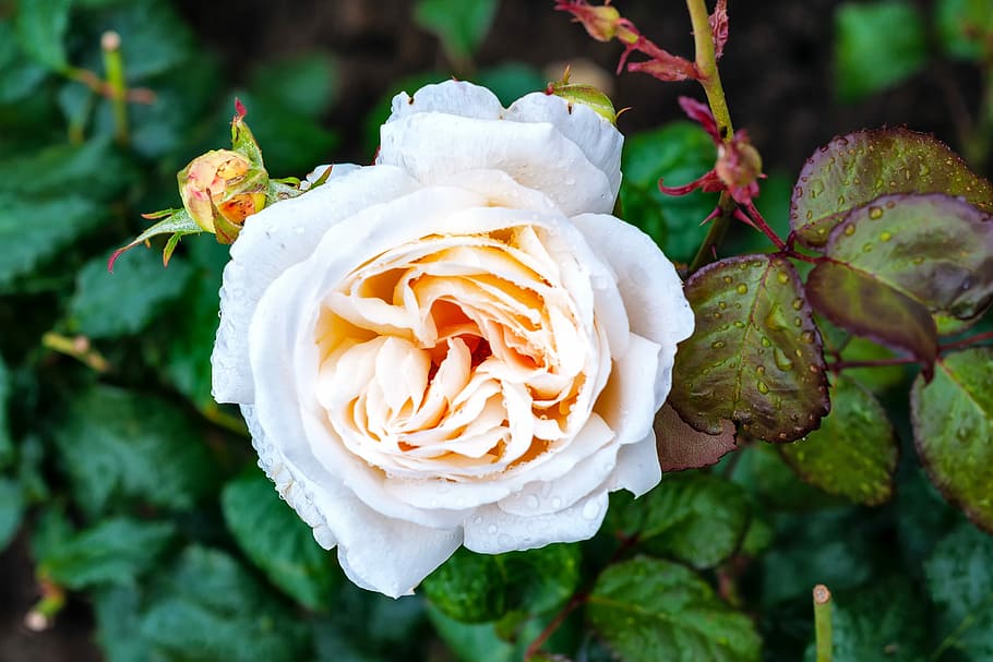 White, Rose, Flower, Background, green, leaves, flowers, bloom HD wallpaper