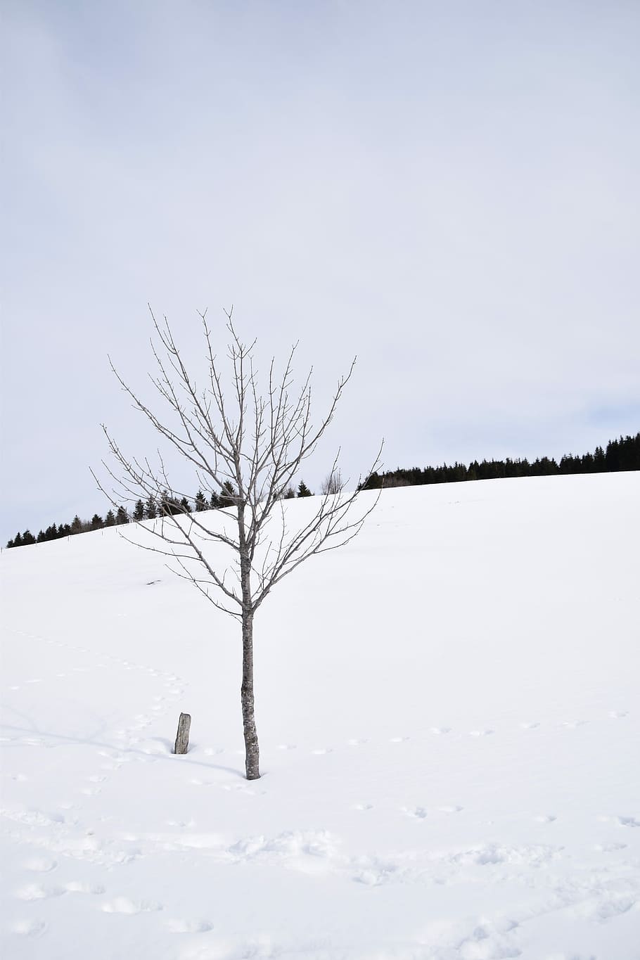 Snow, Black Forest, Forest, White, White, Forest, landscape HD wallpaper