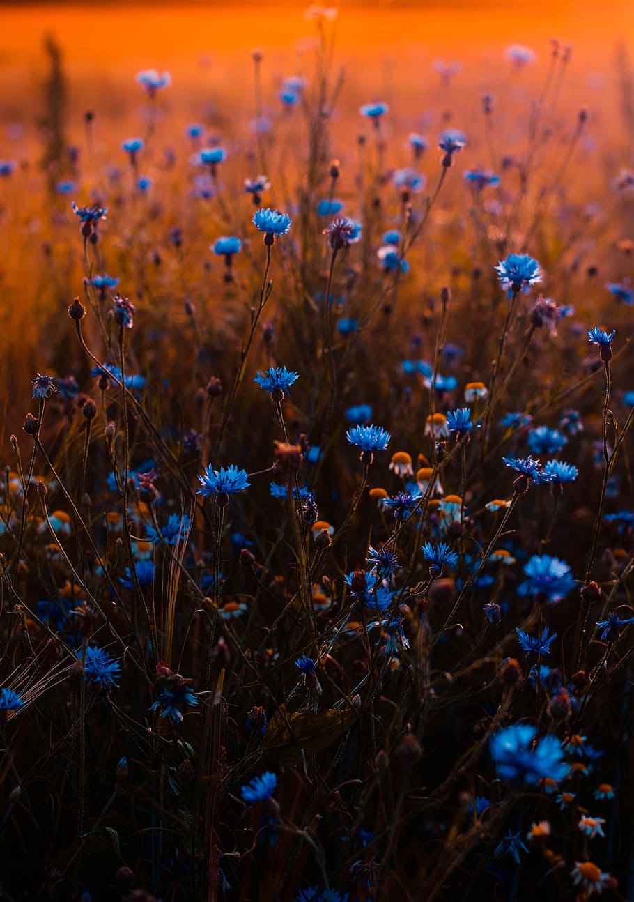 Tilt Shift Lens Photo of Blue Flowers, blur, buds, close-up, color, HD wallpaper