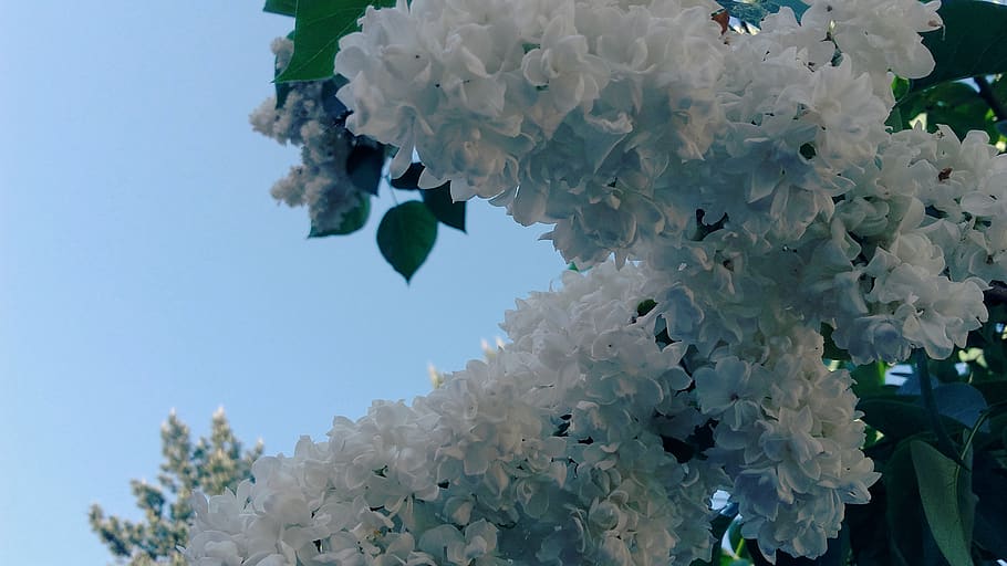 without, lilac, may, flowering, white, spring, biel, white flowers HD wallpaper