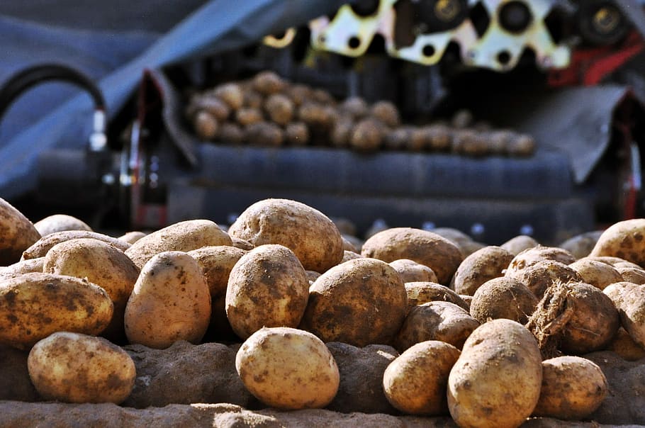 Potatoes, Sorting, Washing, Vegetables, washing vegetables HD wallpaper