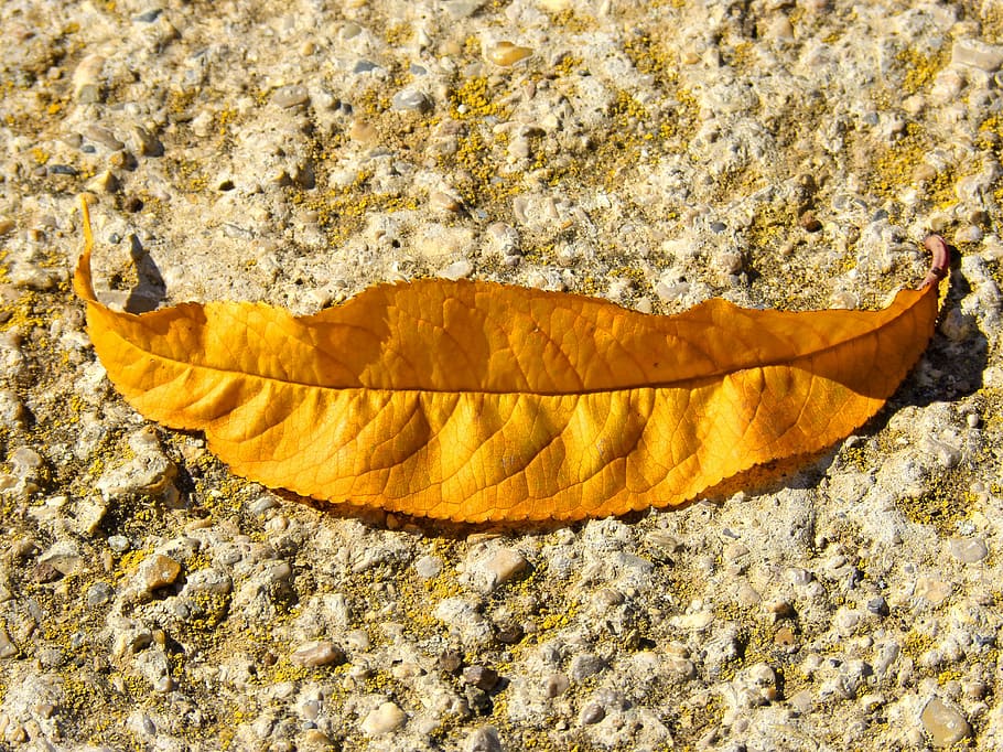 leaf, smile, symbol, metaphor, yellow, autumn, nature, plant part HD wallpaper